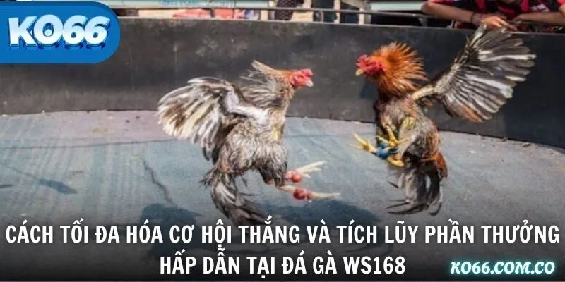 Cách tối đa hóa cơ hội thắng và tích lũy phần thưởng hấp dẫn tại đá gà WS168